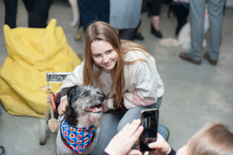 "Чотирилапе alter ego": як у Києві пройшла акція "Art to Help" (фото)